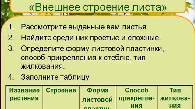 Строение листьев зеленых растений