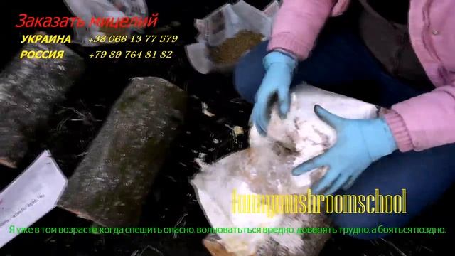вешенка на пнях, мастерклас funnymushroomschool # 4