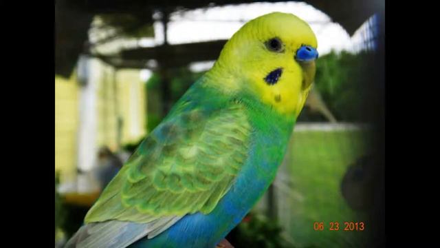 R.I.P Banjo(Волнистых попугаев) смотреть онлайн