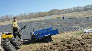 Про новый маточник, агроткань и зимовку сортов земляники в Сибири