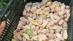 Это чудо обязательно должно расти на Вашем участке! Физалис ФРУКТОВЫЙ Индийский РАСБХАРИ ЯГОДЫ ИНКО