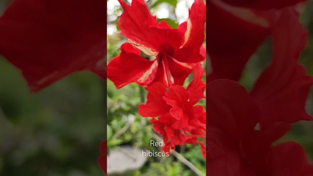 Красный гибискус или китайская роза. Red hibiscus or Chinese rose.