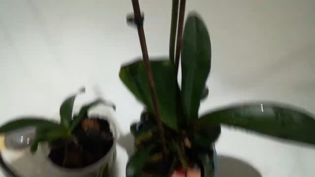 Орхидеи после обработки настроем чеснока +янтарная кислота. смотреть онлайн
