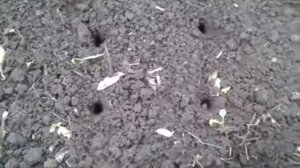 ЧЕСНОК яровой и озимый.Посадка.Полив.Подкормка.