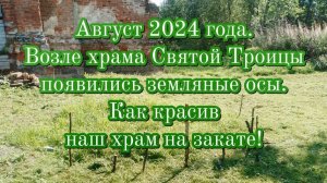 Август 2024 года. Возле храма Святой Троицы появились земляные осы. Как красив наш храм на закате!