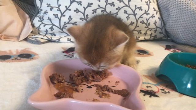 ???КОТЯТАМ МЕСЯЦ,ПЕРВЫЙ ПРИКОРМ,КУШАЮТ МОКРЫЙ И СУХОЙ КОРМ.???ЗОЛОТАЯ ШИНШИЛЛА?