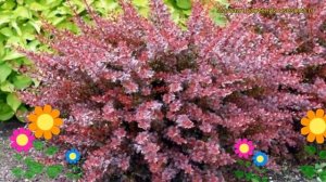 Барбарис тунберга Кармен. Краткий обзор, описание характеристик berberis thunbergii Carmen