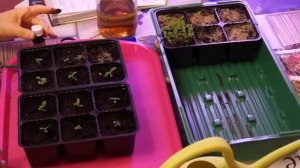 Пересаживаем ГЕЛИОТРОП ПОЛИВ и УХОД ЧАСТЬ   3