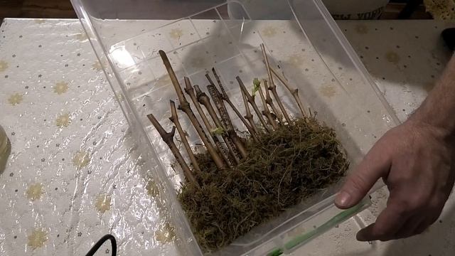 Новый способ проращивания черенков,для меня.ЭКСПЕРИМЕНТ.