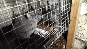 Перекупы наглеют с каждым днём.
