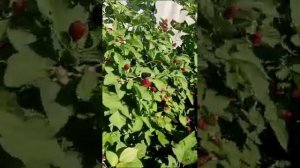 сорт ежевики Красотка Холла