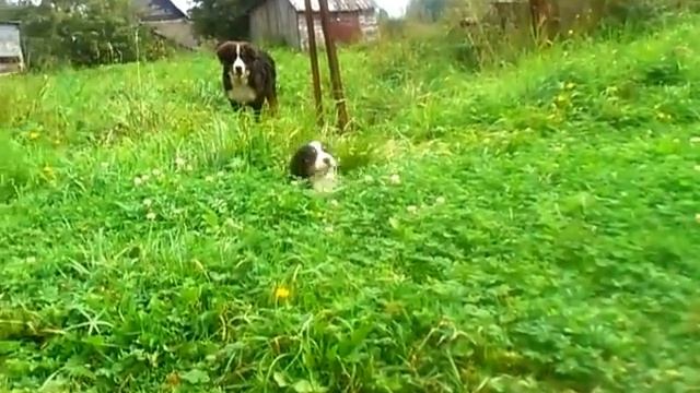 DYOURBAHLER KLAB SOMERSET SIDLIS, on sale! смотреть онлайн