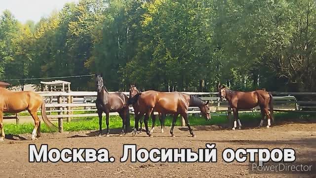 Лошади.