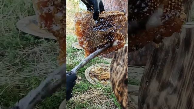 Самый настоящий мёд ?. Борть. Колода для пчел. смотреть онлайн