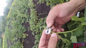 Привил Помидоры на Картошку