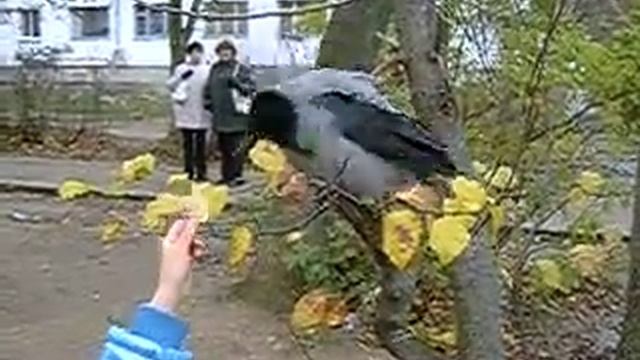 Умная ворона 3 смотреть онлайн