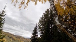 Паутинками бабьего лета... Стихи об осени. Татьяна Чанчибаева