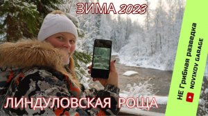 Не Грибная разведка 03 декабря 2023./ Линдуловская роща. Выборгский район.