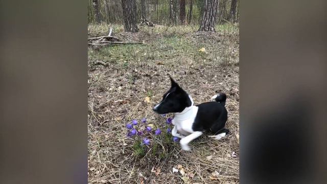 The best day #basenji #basenjilife #басенджи #basenjidog #прогулкавлесу