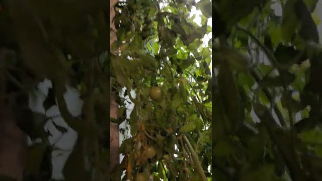 Томат на подоконнике 23 марта 2021 г. смотреть онлайн