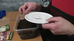 Учемся сажать сальпиглоссис. Результат посева семян гацания, петуния. Семена. Природное земледелие.