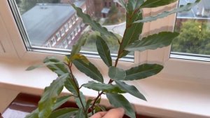 Лавр Благородный. Лавровое растение.