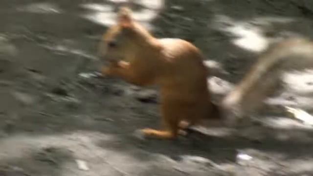 Белочка в Битце смотреть онлайн