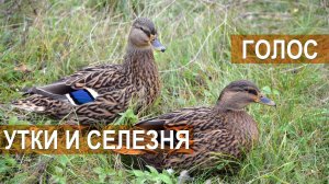 Голос утки и селезня. Межрегиональные состязания подсадных уток