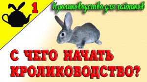 С ЧЕГО НАЧАТЬ КРОЛИКОВОДСТВО / Кролиководство для чайников 1