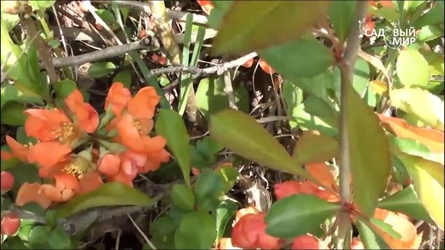 Хеномелес или айва японская Часть 2. Сайт "Садовый мир" смотреть онлайн