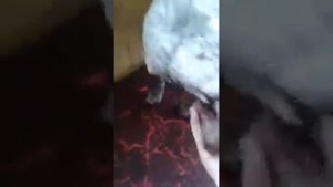 Щенок курцхаара Хантер 3 месяца