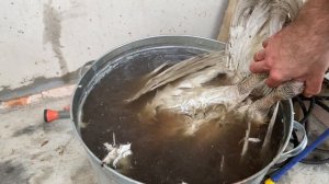 Как справляется перосъемная машина МясТехМаш мтм-720у с птицей