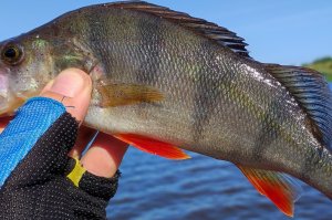 Окуни на спиннинг..mp4