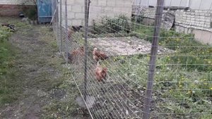 Забор из оцинкованной сетки, делаем сами.