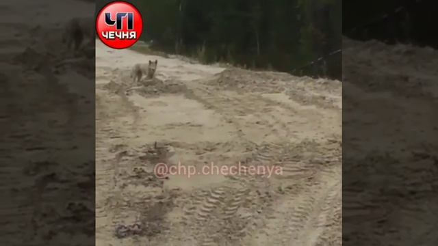 Чечня❗#ОтПодписчика Встретили волка