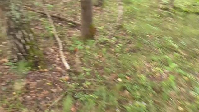 Накосили ПОДОСИНОВИКОВ и БЕЛЫХ! смотреть онлайн