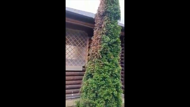 Поражение (побурение) хвои у туи. Болезнь, поражение грибом смотреть онлайн