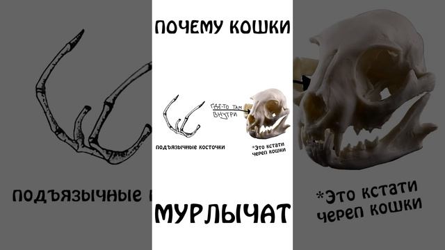 "А вы знали почему кошки МУРЛЫЧУТ?" #авызналиэто #мурлыканье  #кошки #сэмонелла #шортс #животные #и