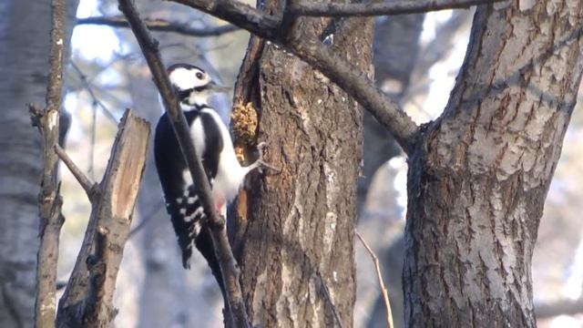 дятел на стволе дерева с шишкой в клюве