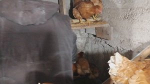 Обустраиваем гнёзда для кур несушек.We equip nests for laying hens.