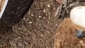 ДРЕВОВИДНЫЙ ПИОН все о посадке УХОД