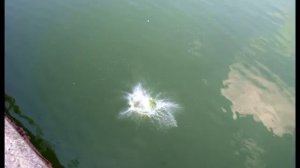 Ростов-на-Дону. Северное водохранилище_июль 2012 г.