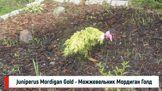 Альпинарию 1.5 месяца, он был сделан на заброшенном участке вместо горы мусора