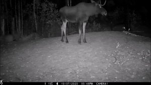 Гон лосей Керженском заповеднике