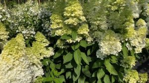Гортензия метельчатая Мэджикал Свит Саммер Hydrangea paniculata Magical Sweet Summer