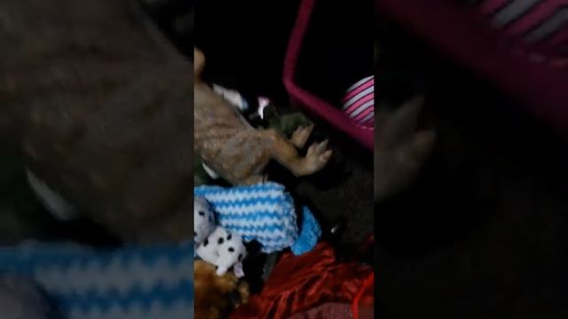 Mufasa смотреть онлайн