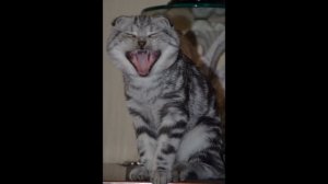 Шотландский вислоухий кот СЕМА