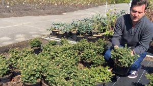Abies balsamea 'Piccolo'