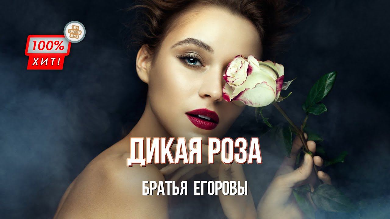 ЭТУ ПЕСНЮ ХОЧЕТСЯ СЛУШАТЬ ВЕЧНО! Братья Егоровы – Дикая роза / ПРЕМЬЕРА 2023