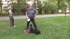 Пример хорошей мотивации и быстрого обучения, ризеншнауцер Гектор